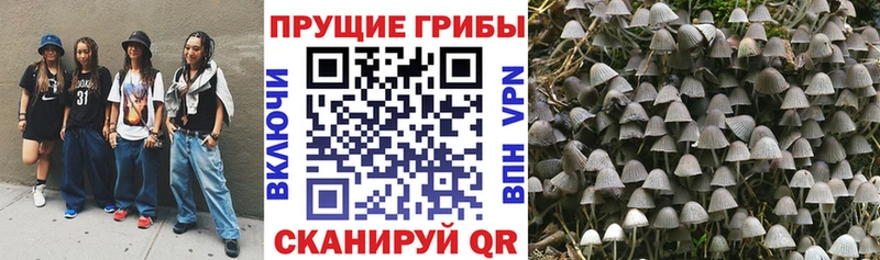 Галлюциногенные грибы Psilocybe  Кумертау 